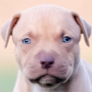 Meet your Posher, Aderet